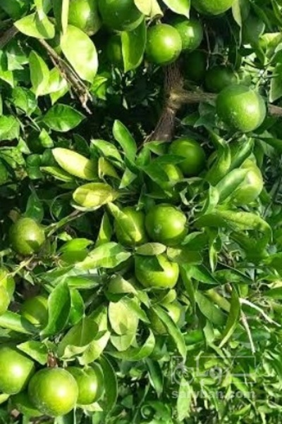 فروش نارنگی