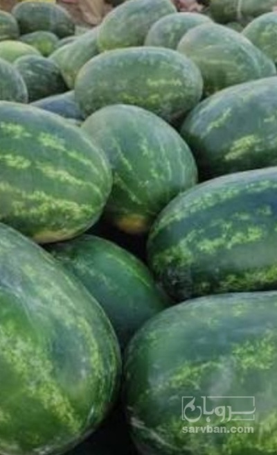 فروش هندوانه بیضی