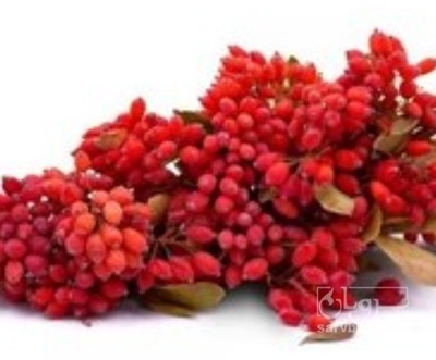 فروش زرشک پفکی خوشه