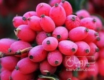 فروش زرشک شاخه ایی