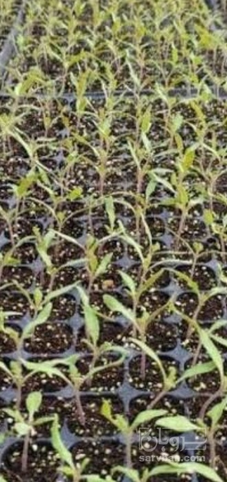 فروش نشا گوجه فرنگی