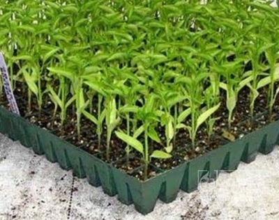 فروش نشا بادمجان