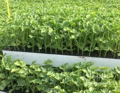 فروش نشا گل کلم