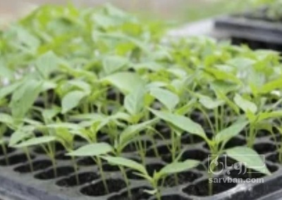 فروش نشا فلفل