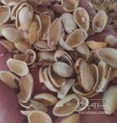 فروش پوست پسته (گیاه‌ دارویی)