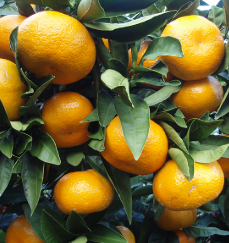 فروش نارنگی