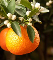فروش نارنج
