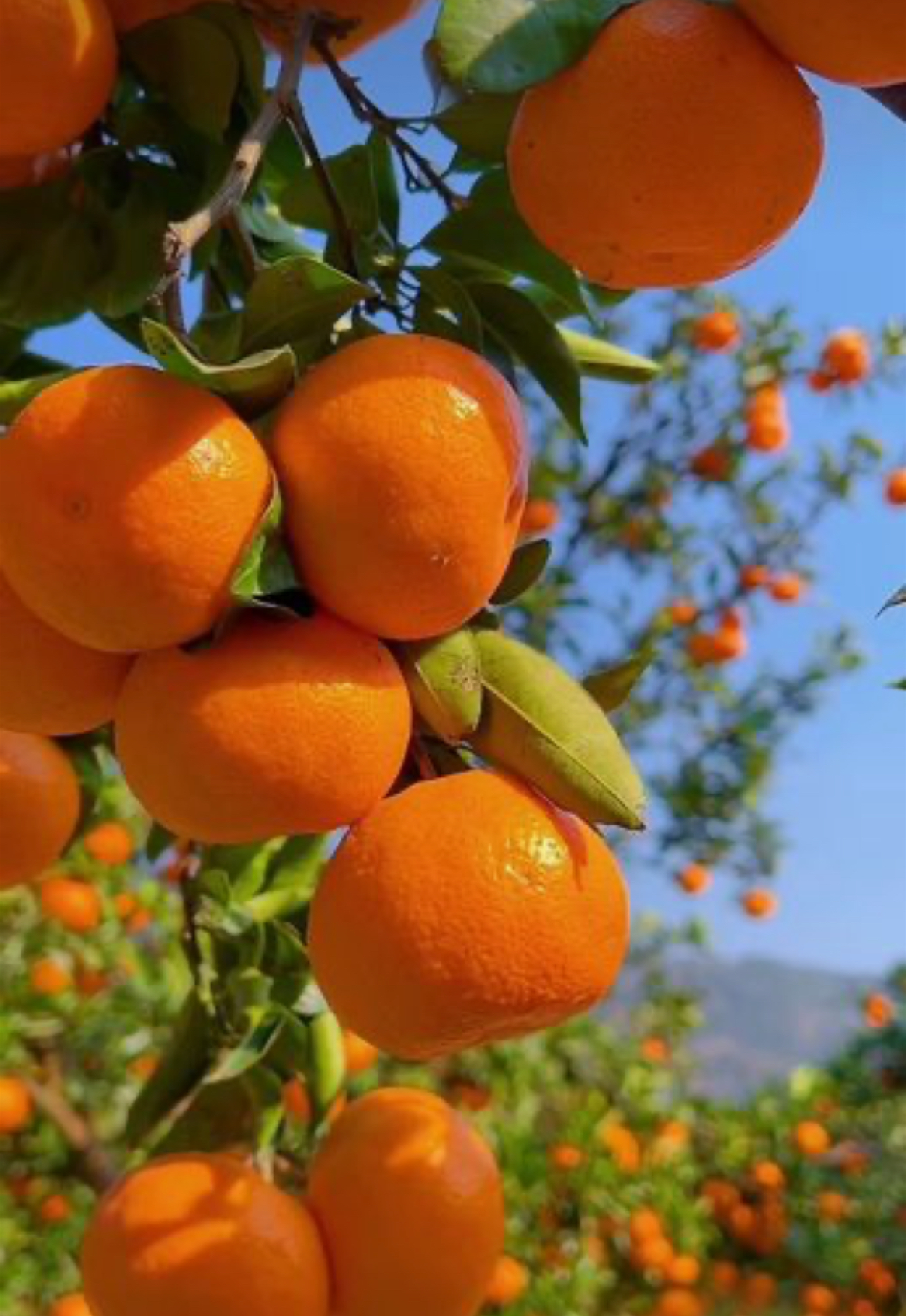 فروش نارنگی پیچ