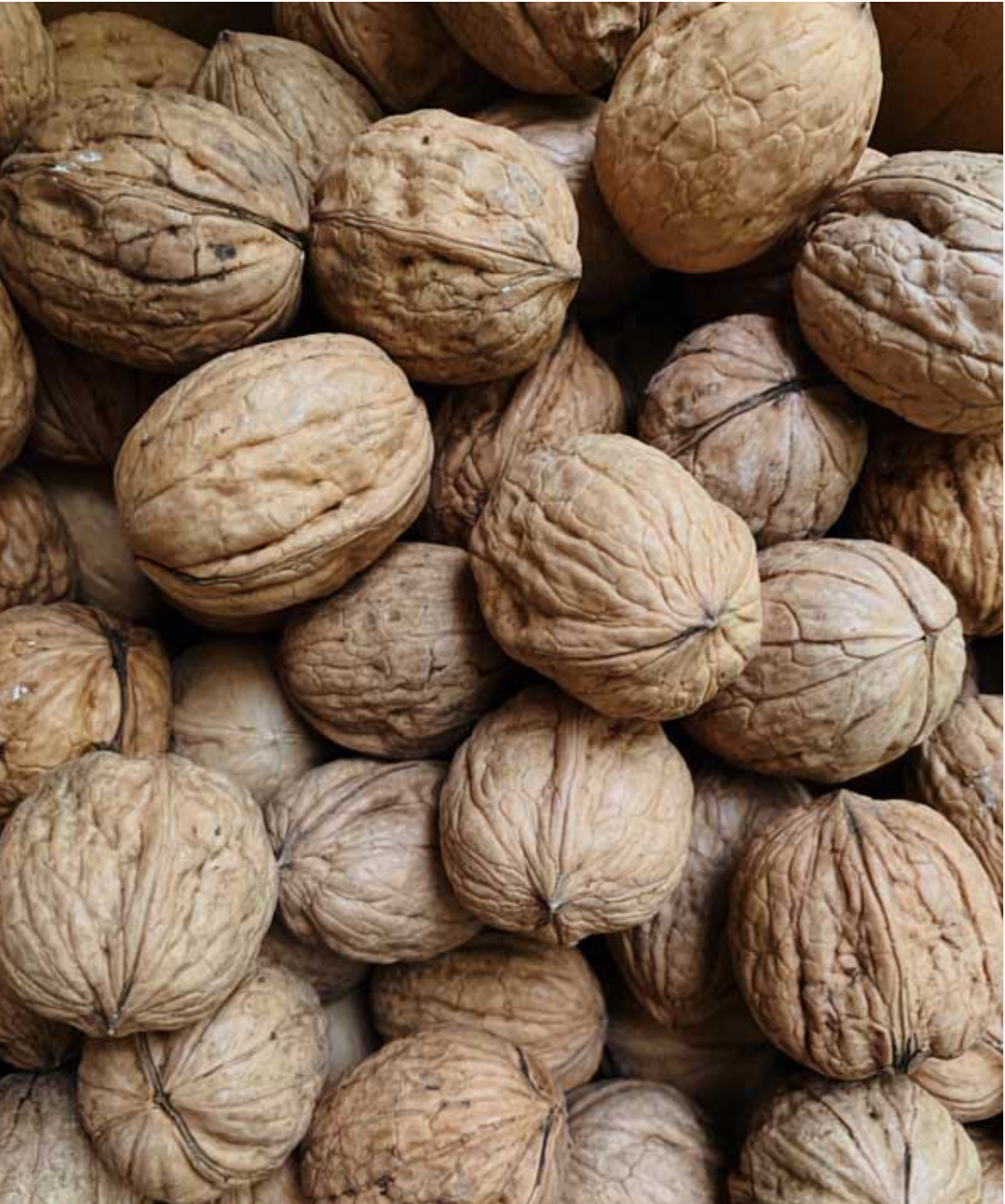 فروش گردو