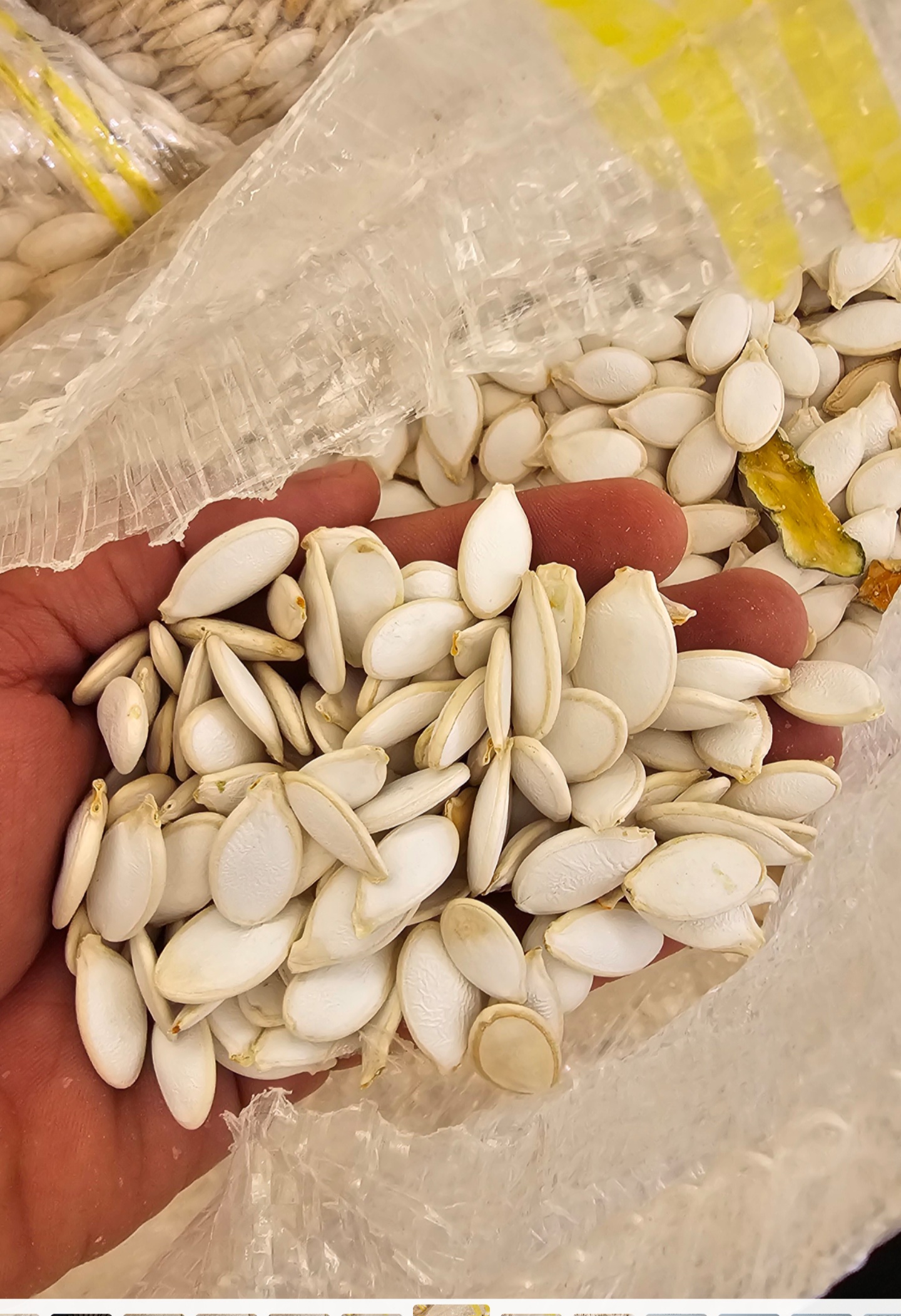 فروش تخمه  کدو