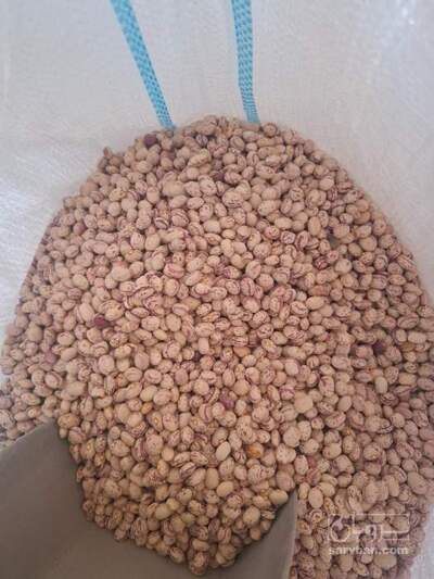 فروش لوبیا چیتی