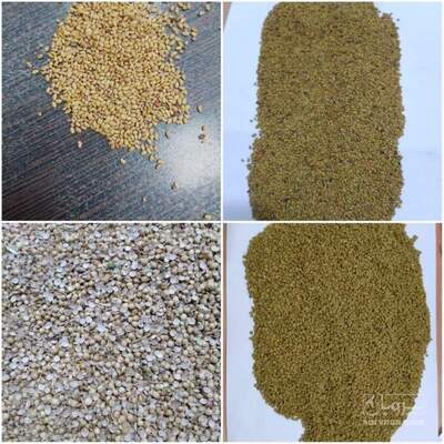 فروش بذر یونجه