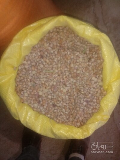 فروش لوبیا چیتی