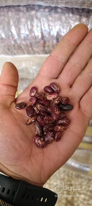 فروش لوبیا چیتی