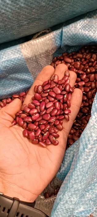 فروش لوبیا قرمز