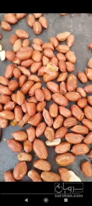 فروش بادام زمینی