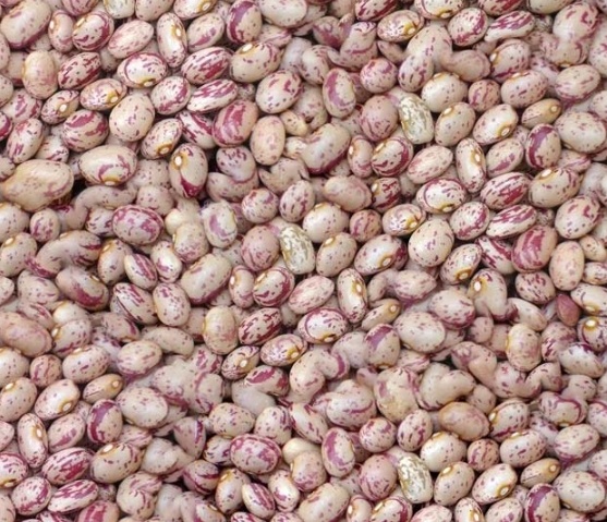 فروش لوبیا چیتی