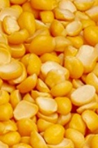 فروش نخود کفتری - لپه