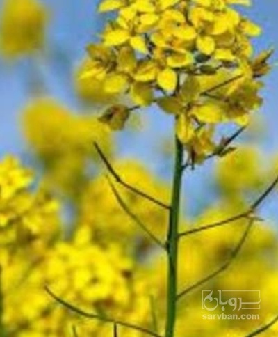 فروش کلزا
