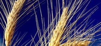 فروش گندم