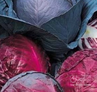 فروش کلم برگی بنفش