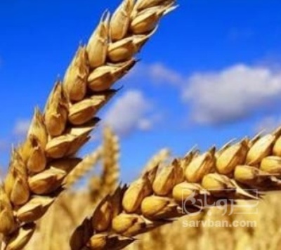 فروش گندم