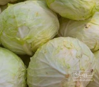 فروش کلم برگی سفید