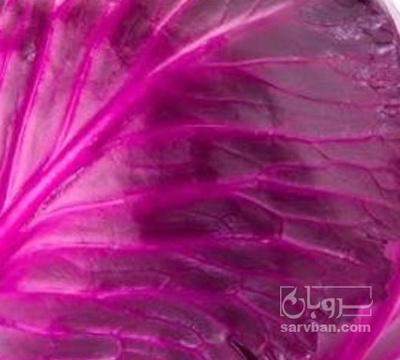 فروش کلم برگی قرمز