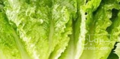 فروش کاهو ایرانی - رومانو