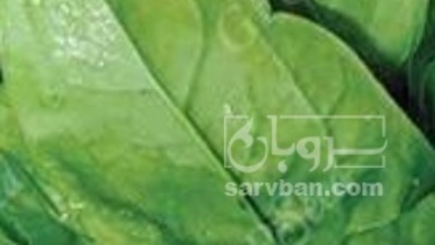 فروش اسفناج