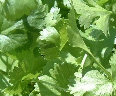 فروش گشنیز