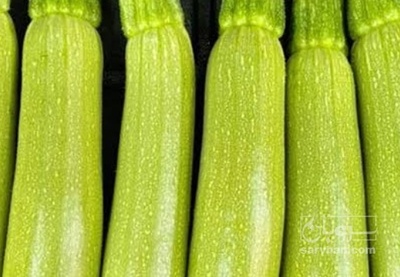 فروش کدو  سبز