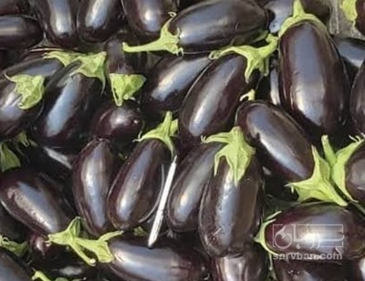 فروش بادمجان