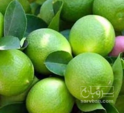فروش لیمو ترش
