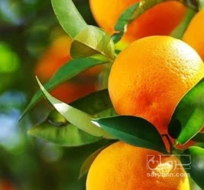 فروش نارنگی