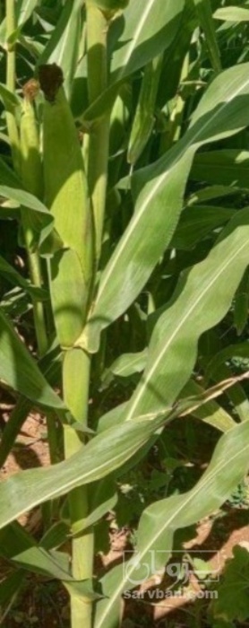 فروش چاپر ذرت - سیلاژ ذرت