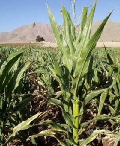 فروش چاپر ذرت - سیلاژ ذرت