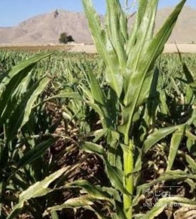 فروش چاپر ذرت - سیلاژ ذرت