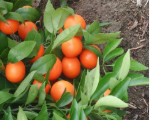 فروش نارنگی پیچ