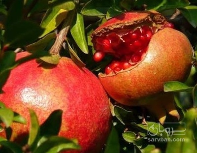 فروش انار توری