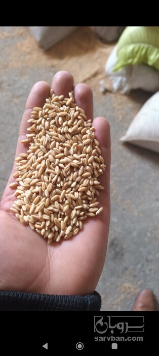 فروش گندم