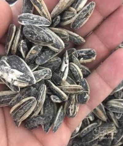 فروش تخمه آفتابگردان بود داده
