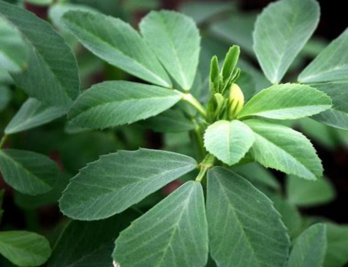 فروش شنبلیله