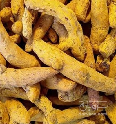 فروش زردچوبه قلم