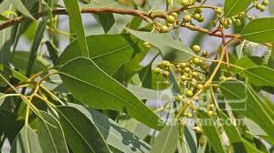 فروش اکالیپتوس (گیاه‌ دارویی)