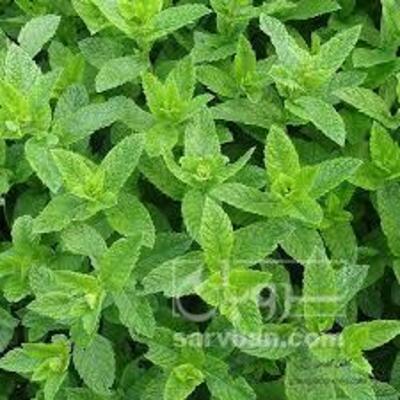 فروش انواع سبزی