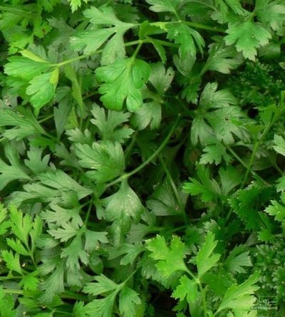 فروش جعفری تازه