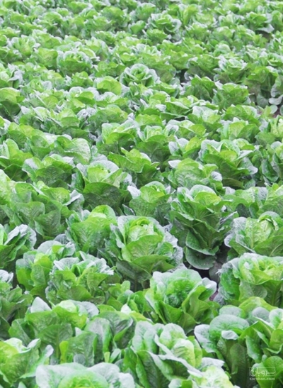 فروش کاهو ایرانی - رومانو