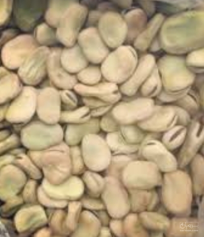 فروش باقلا تازه - باقالی - باقالا