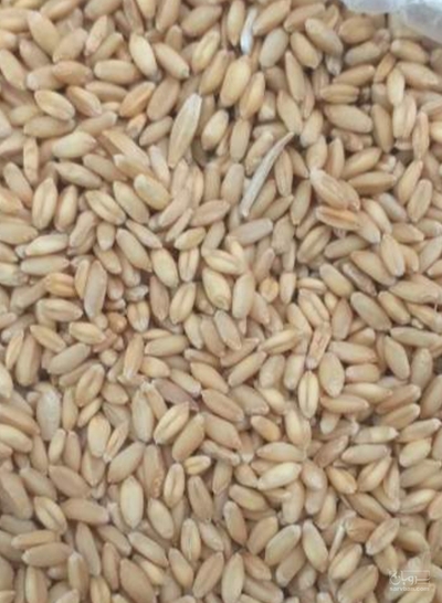 فروش گندم